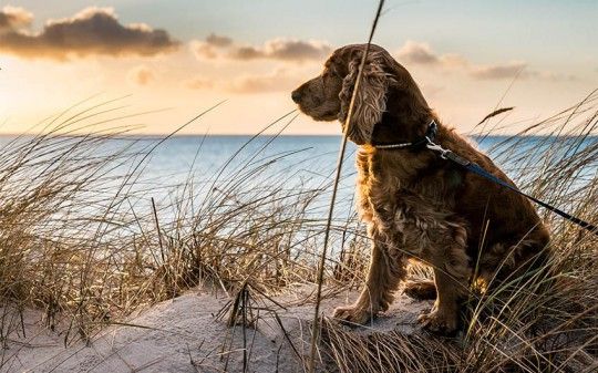 Pet Friendly Cottages in Cornwall